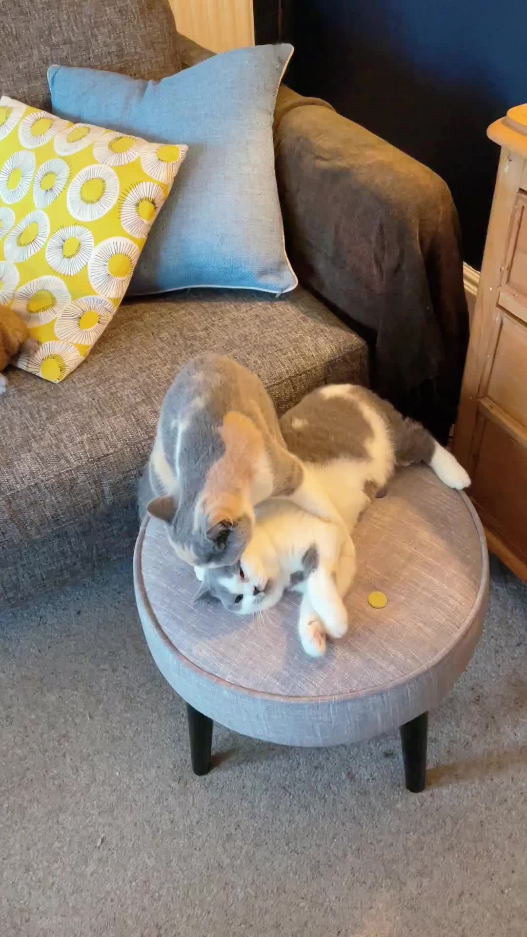@Socks_and_Kiko