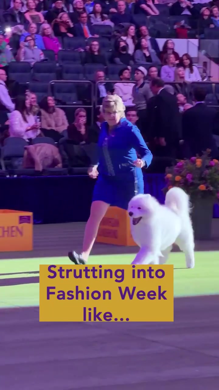 @Westminster Kennel Club