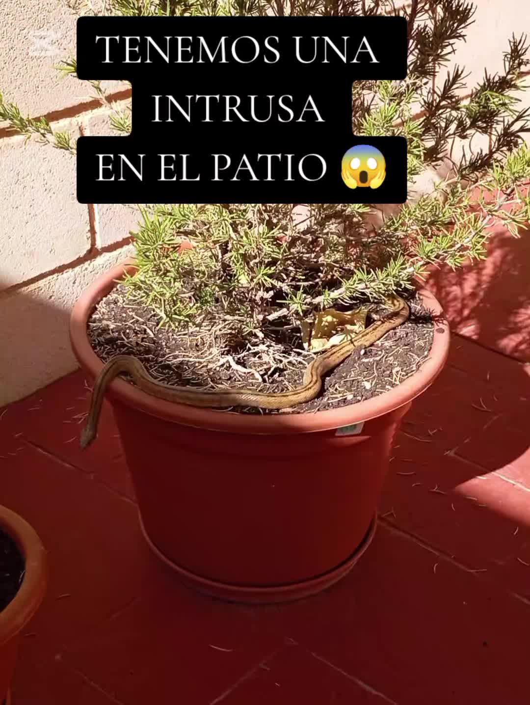 @Rosi Ramos