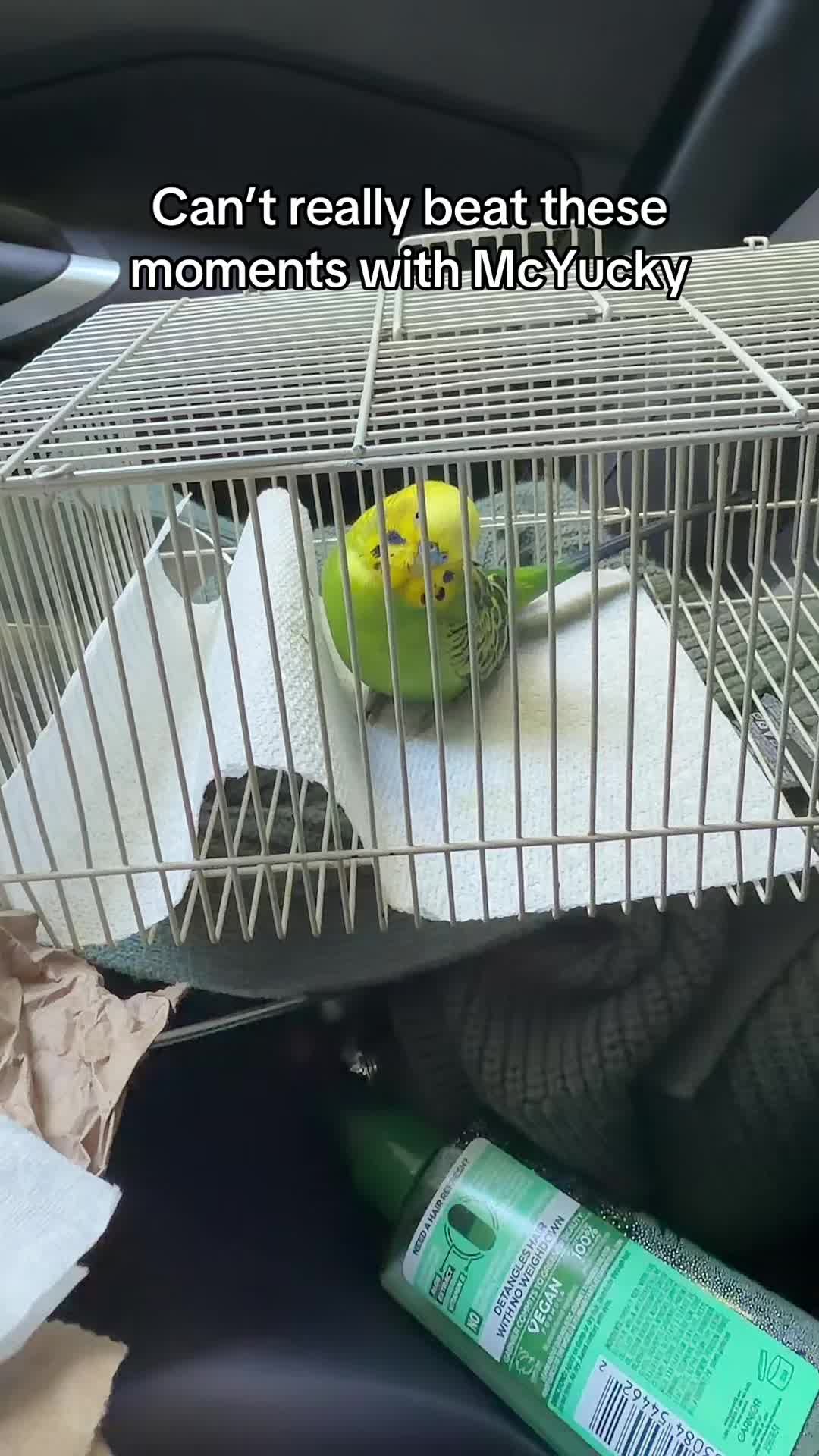 @PikaBoo & Friends 🦜