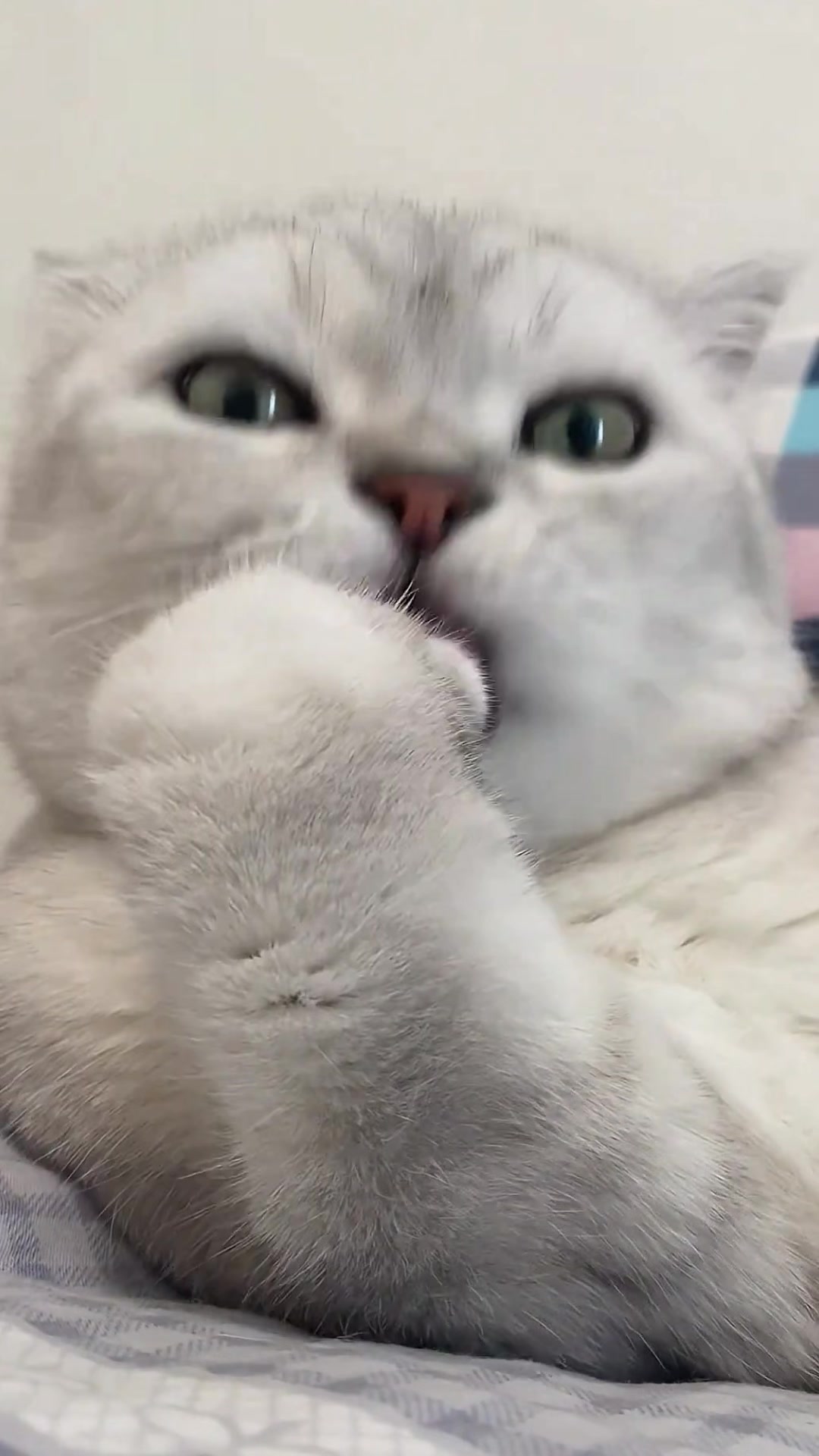 @Cute_kitten