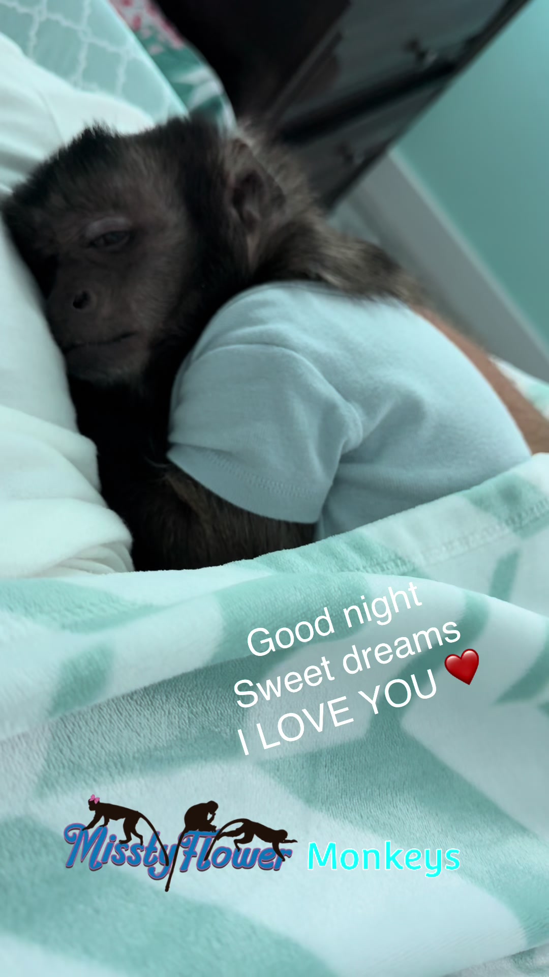 @MisstyFlower Monkeys