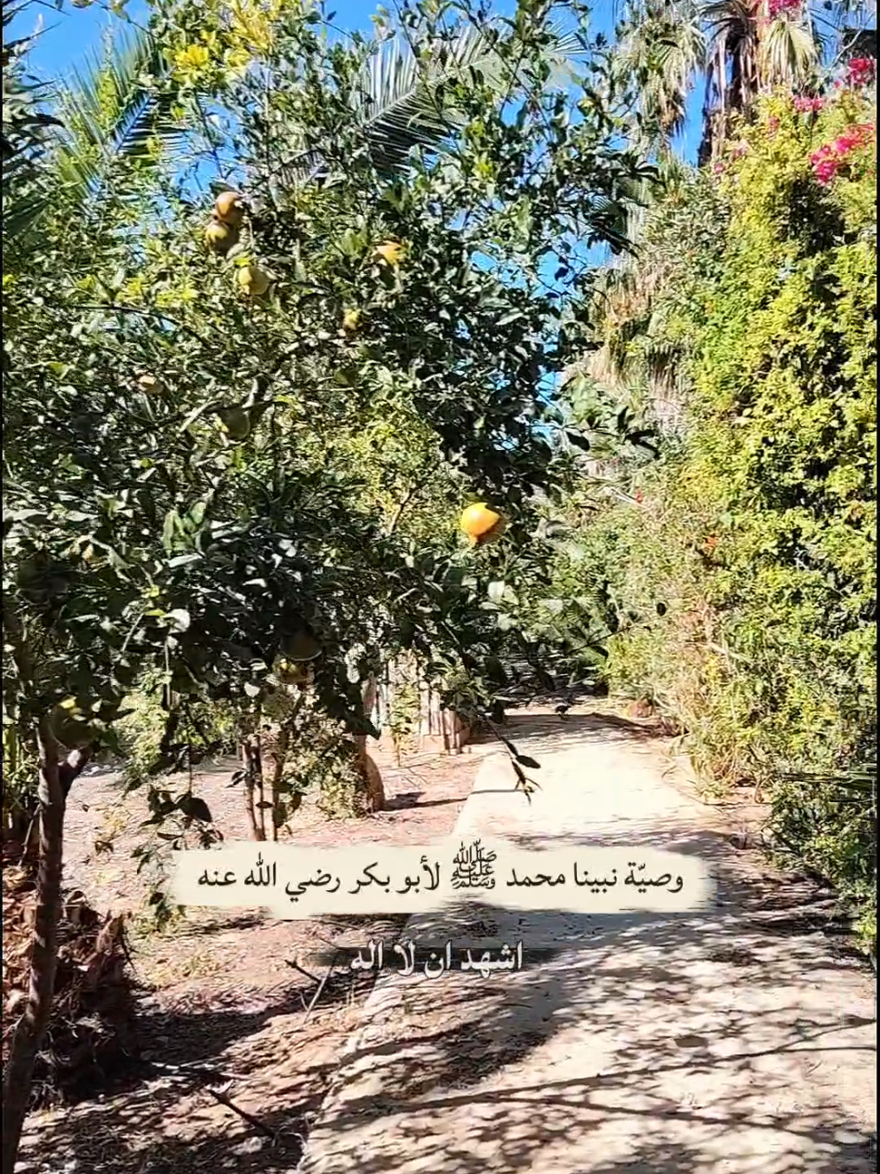 @اسلام العشي