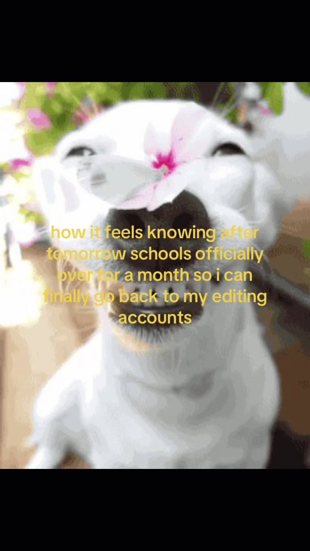 @ᕱ⑅ᕱ