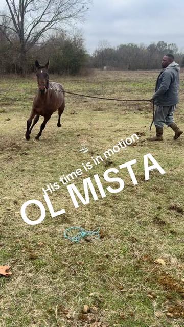 @MrRussellFarms🐴🐴🐴