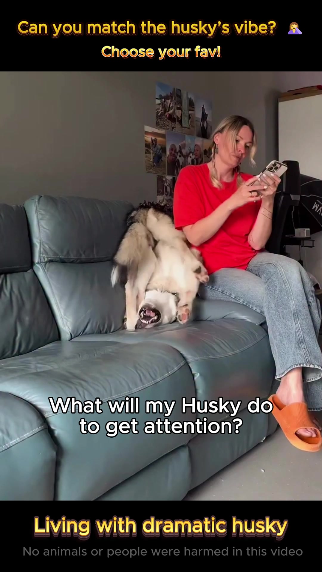 @pet.funny799