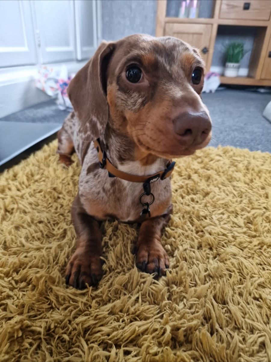 @Choritzo chipolata🐾