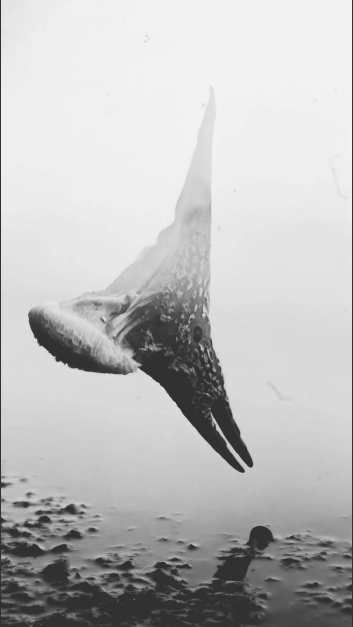 @ExoplanetWildlife