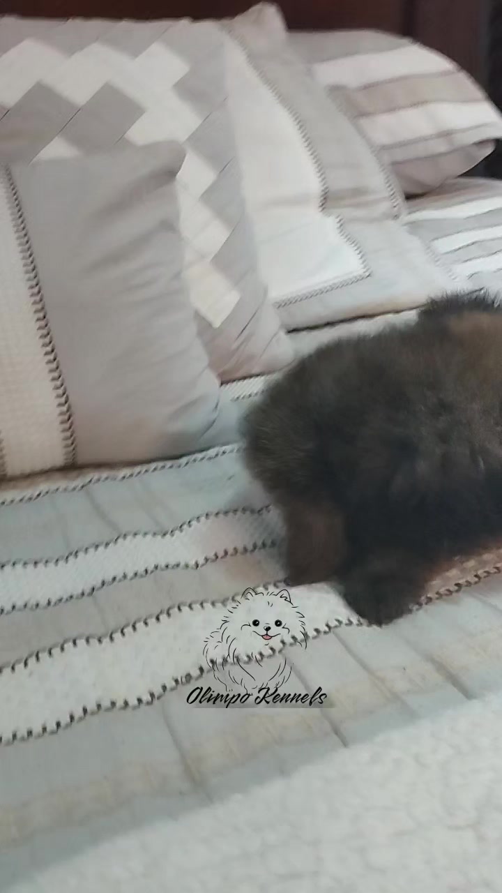 @olimpokennels