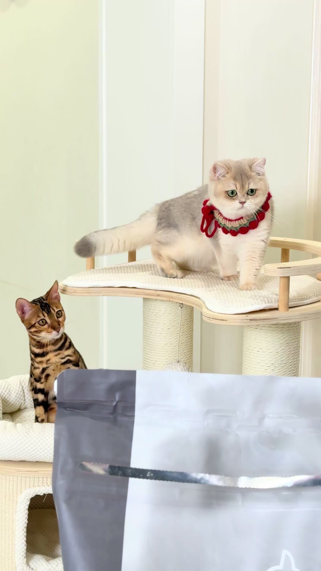 @kittens_uz