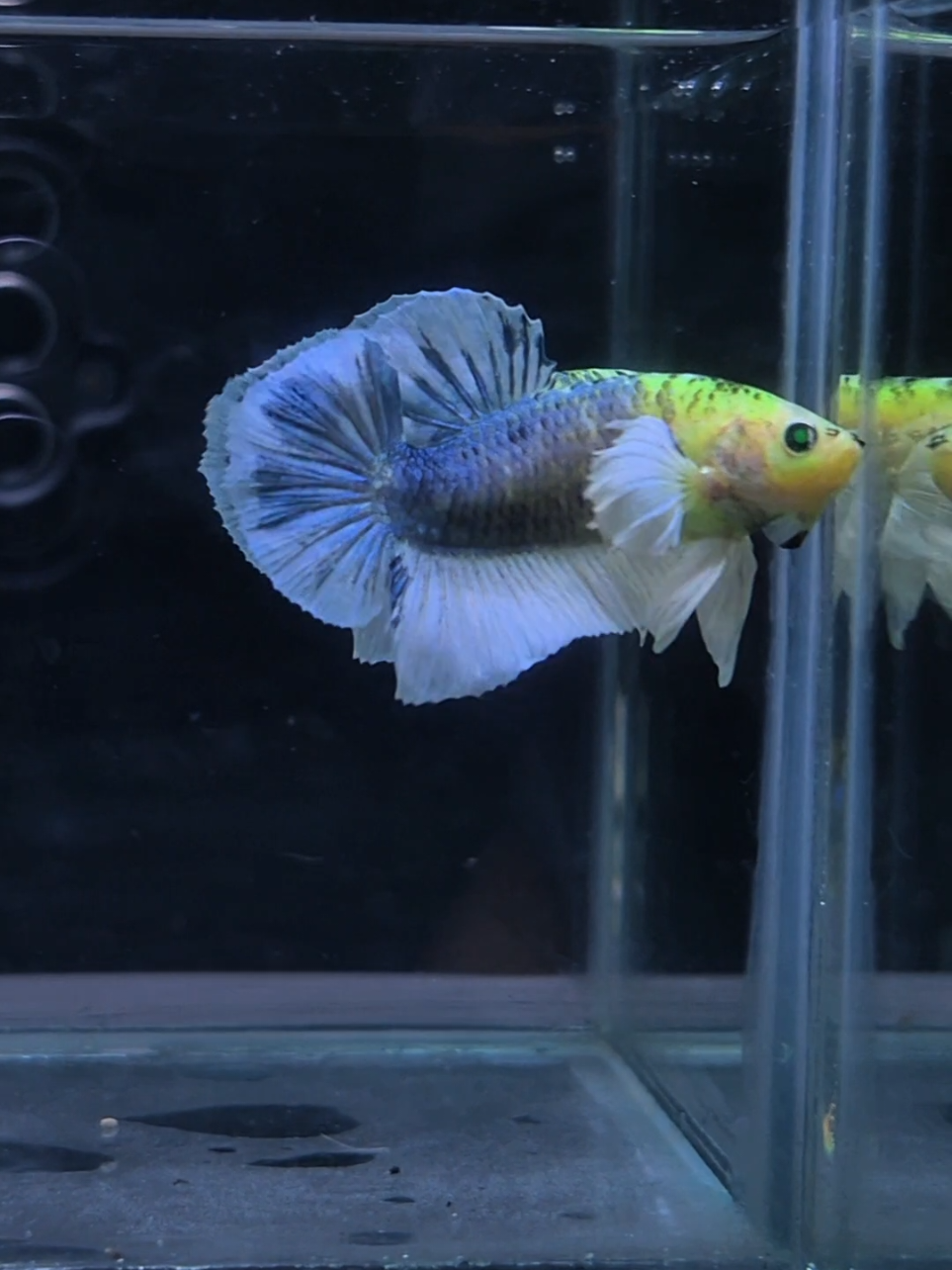 @Sakana Betta Batam