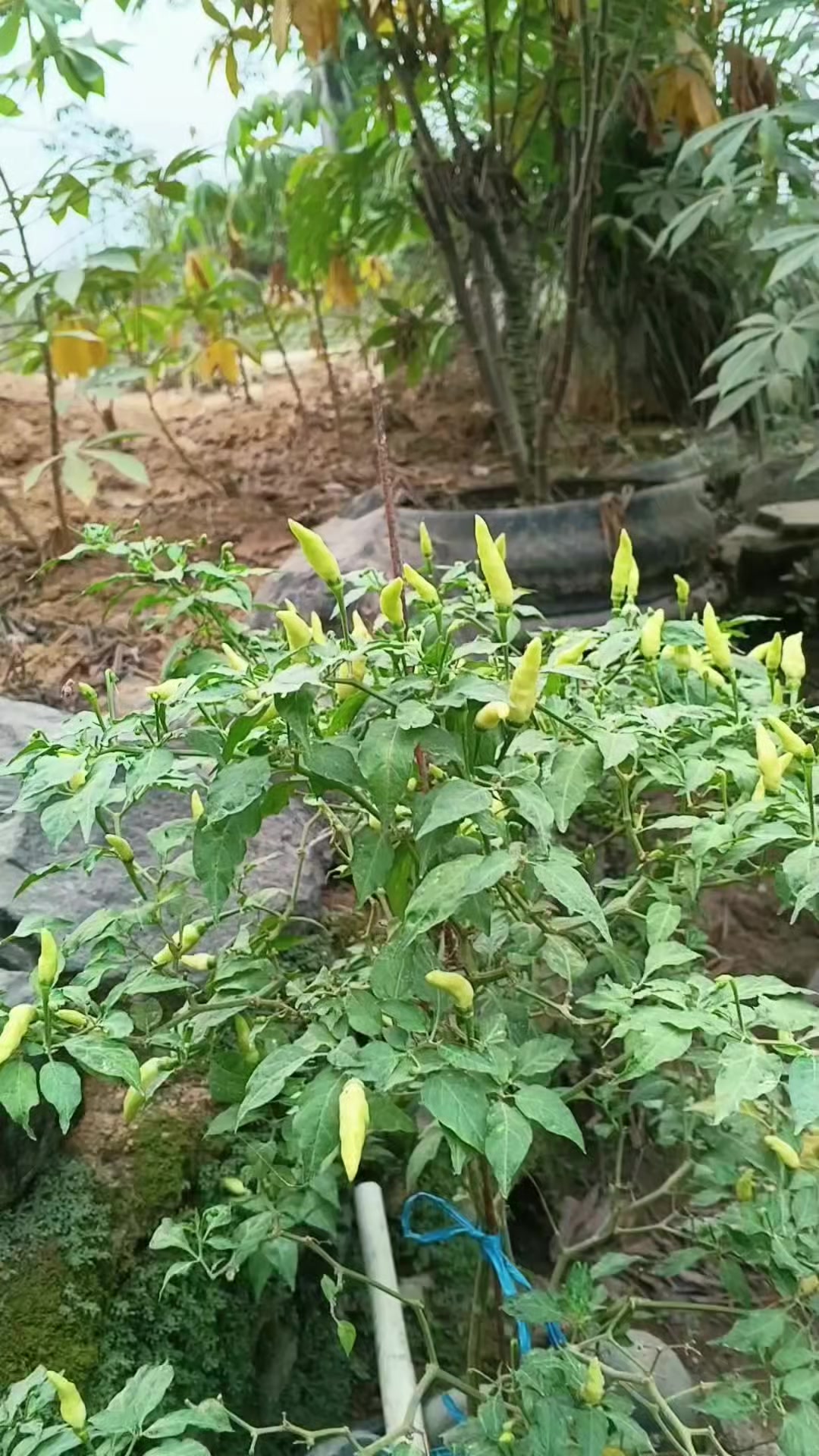 @susmawaati