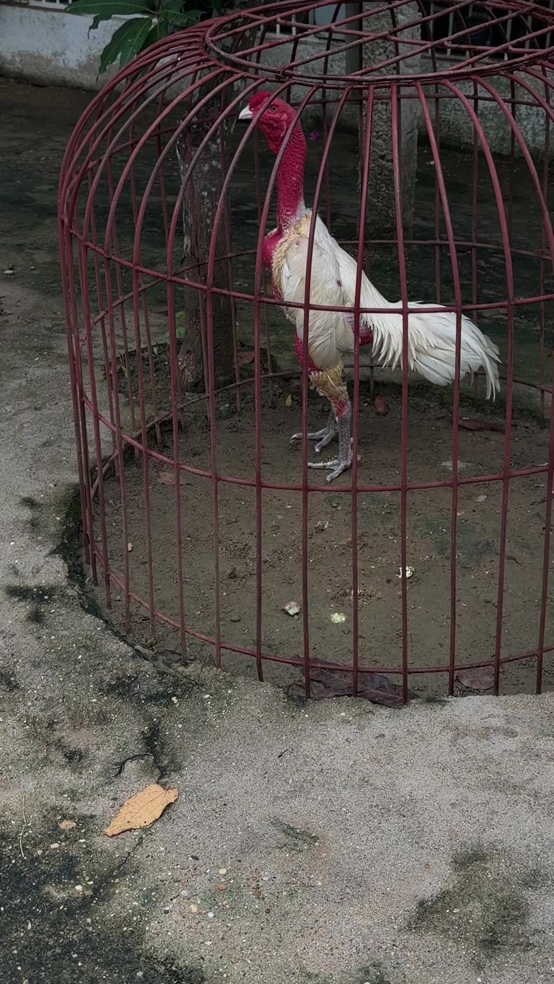 @Quốc khánh