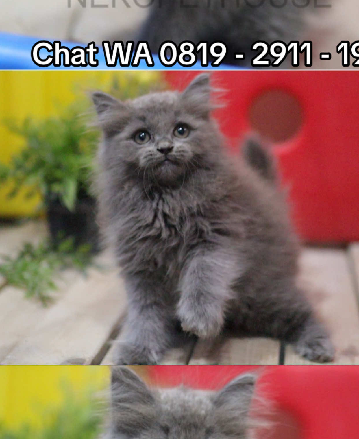 @Nekopethouse - Adopsi Kucing