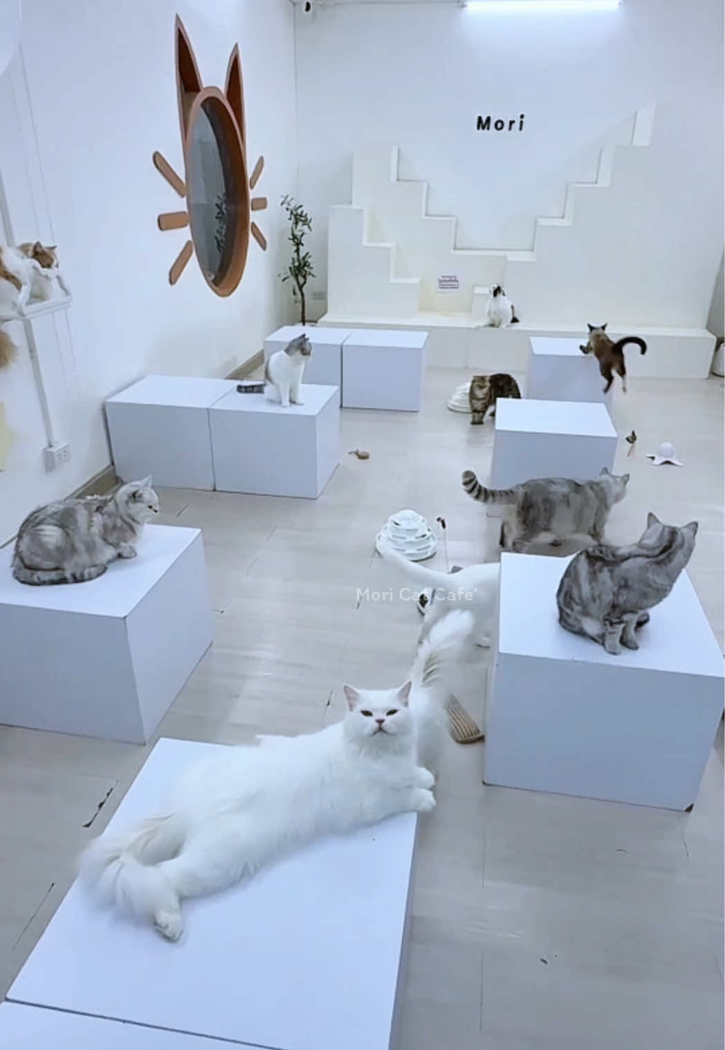 @คาเฟ่แมวโมริ Mori cat cafe'