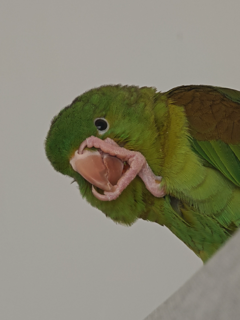 @Pohli