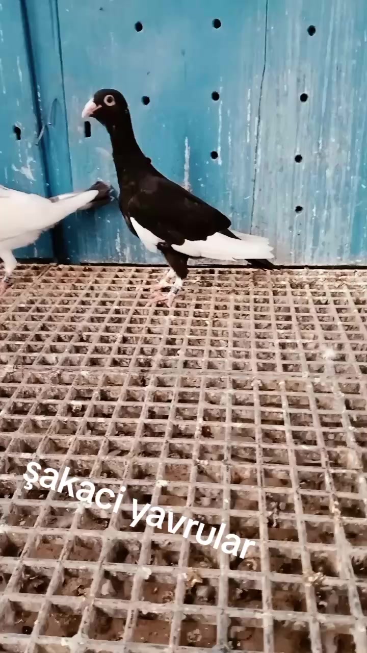 @Burak Günsüz