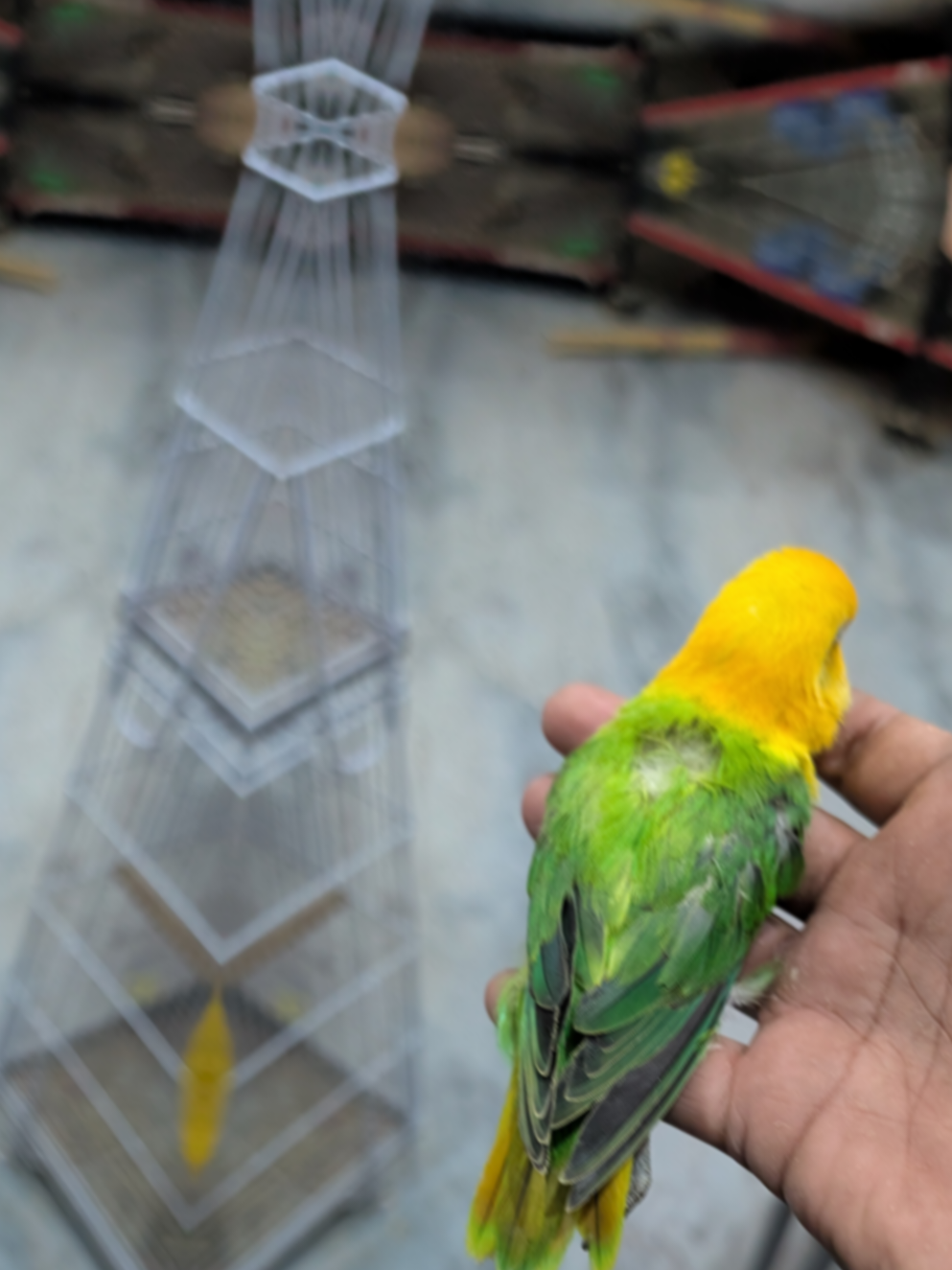 @manhaaviary
