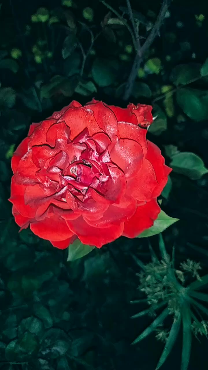 @_AFƏR RÜSTƏMOV