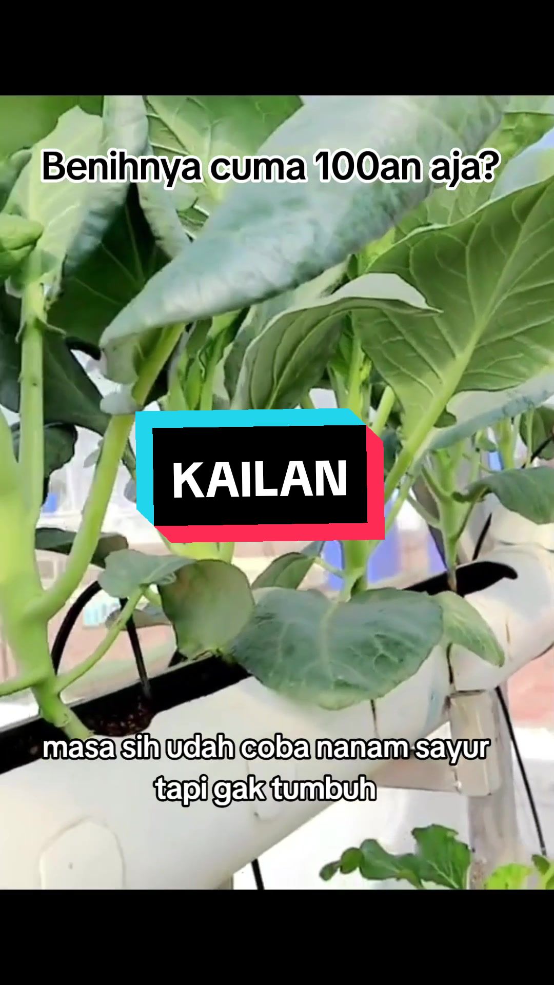 @hanifarm