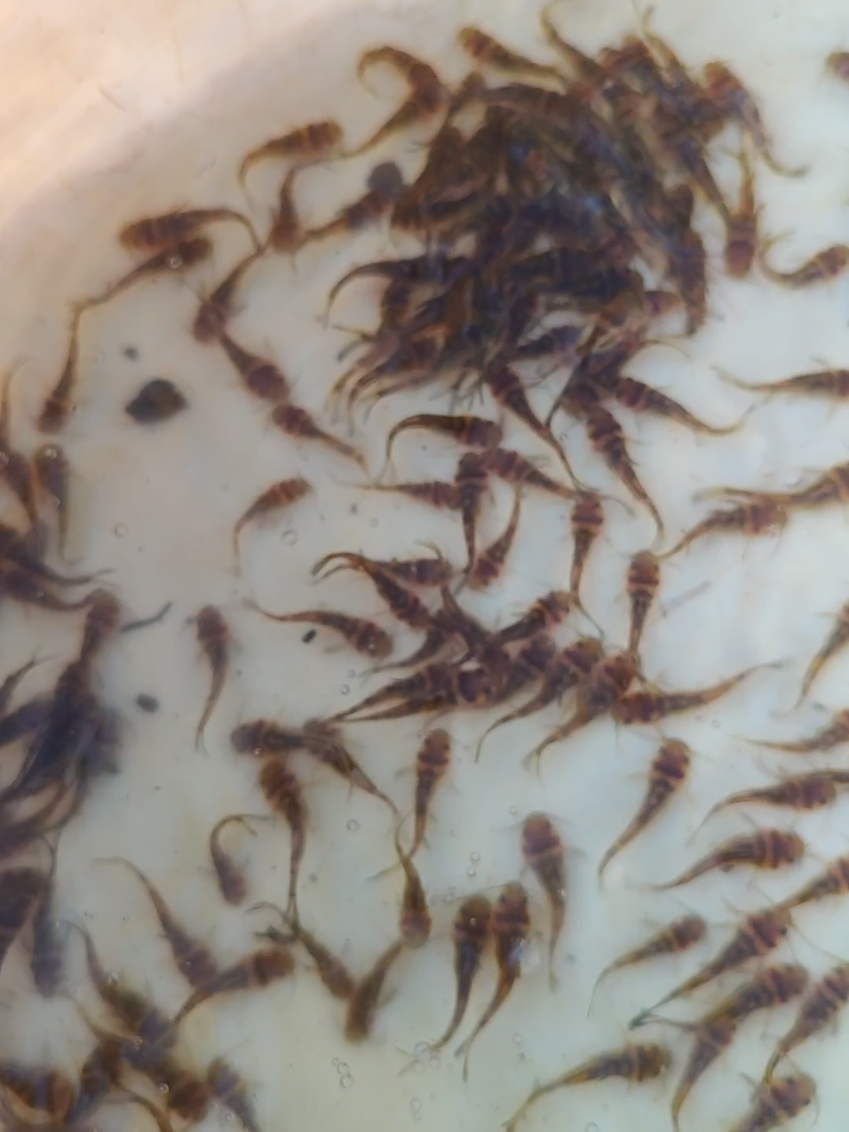 @C&aacute; Chuối Hoa