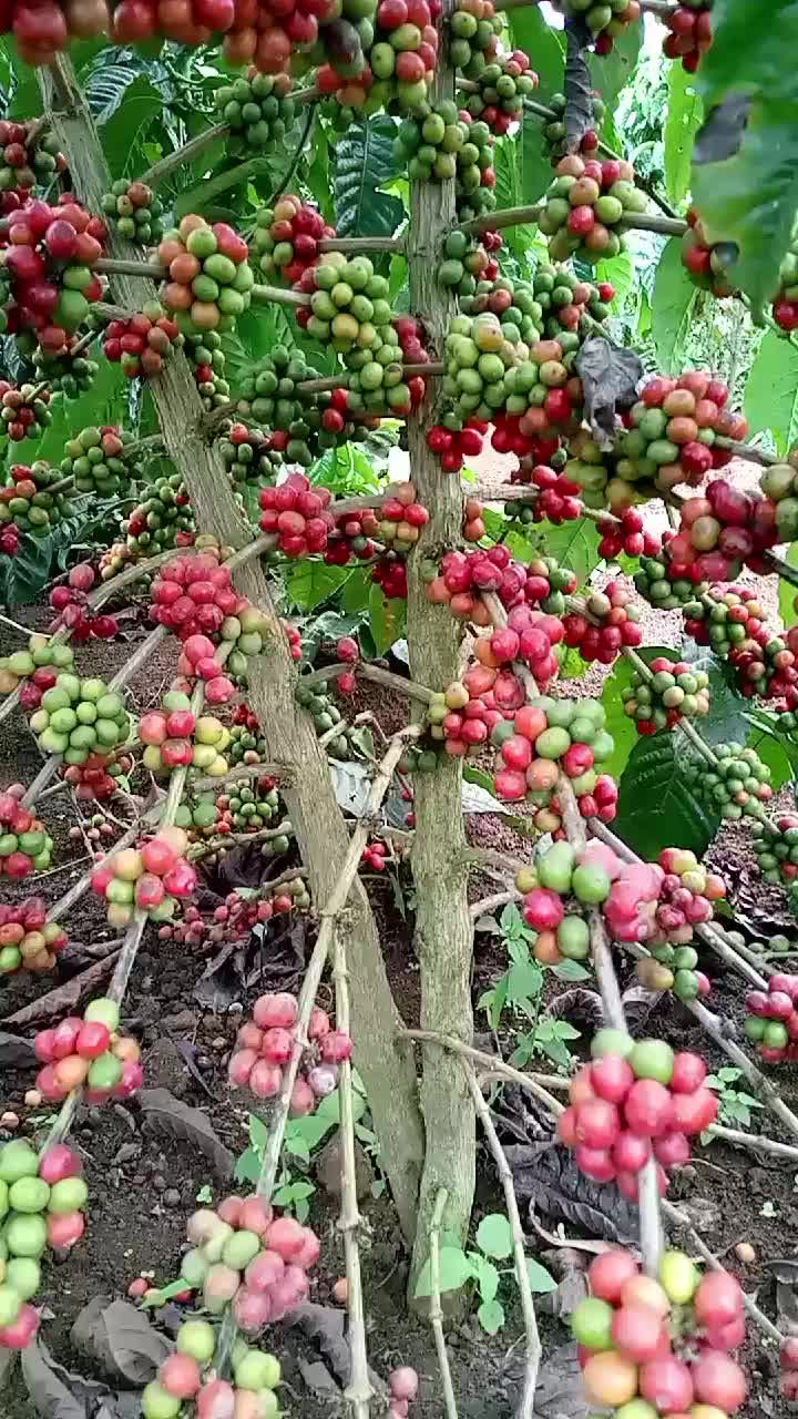 @Lubega