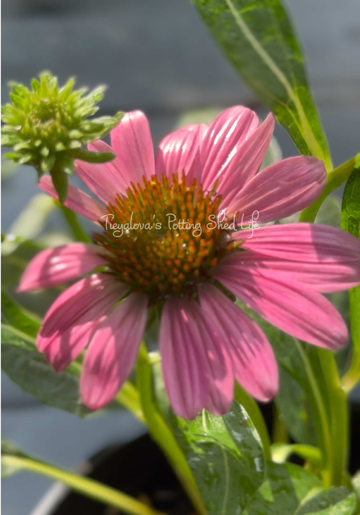 @Tieyalova’s Potting Shed