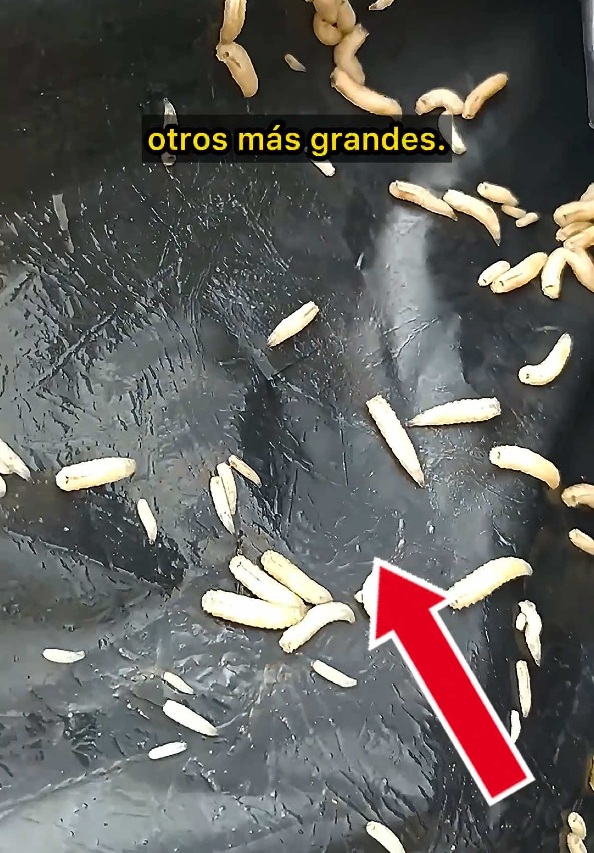 @Investigador Forense