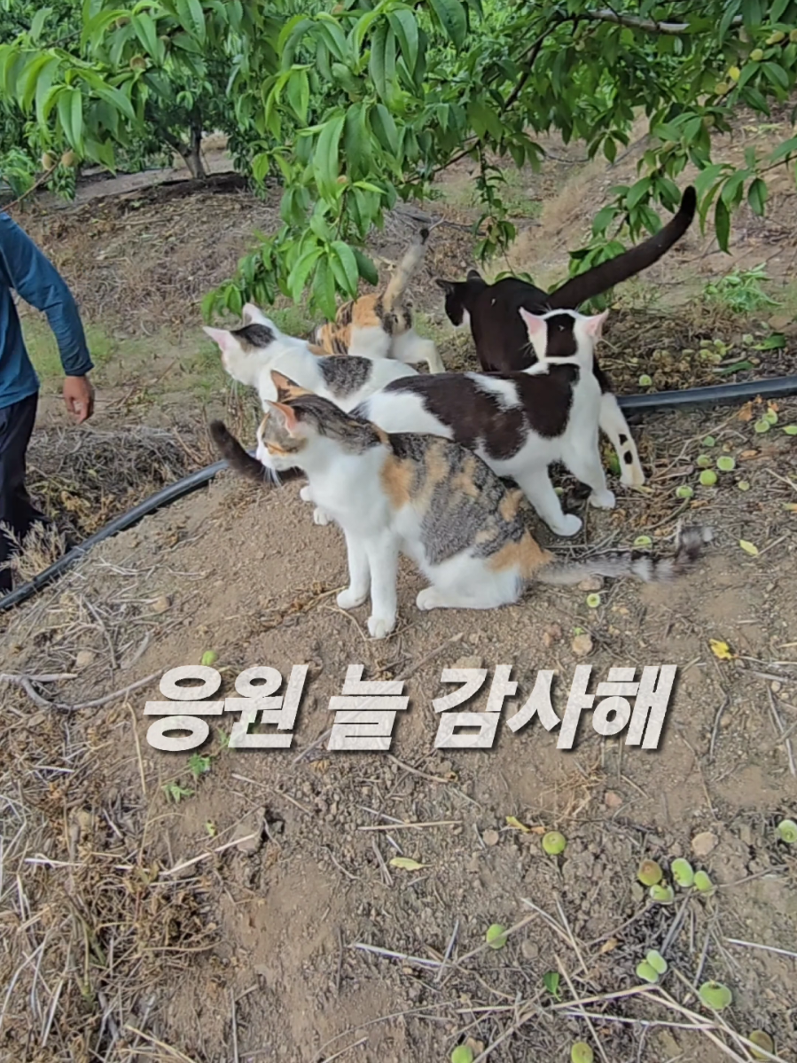 @유튜브 윤파머 납작복숭아