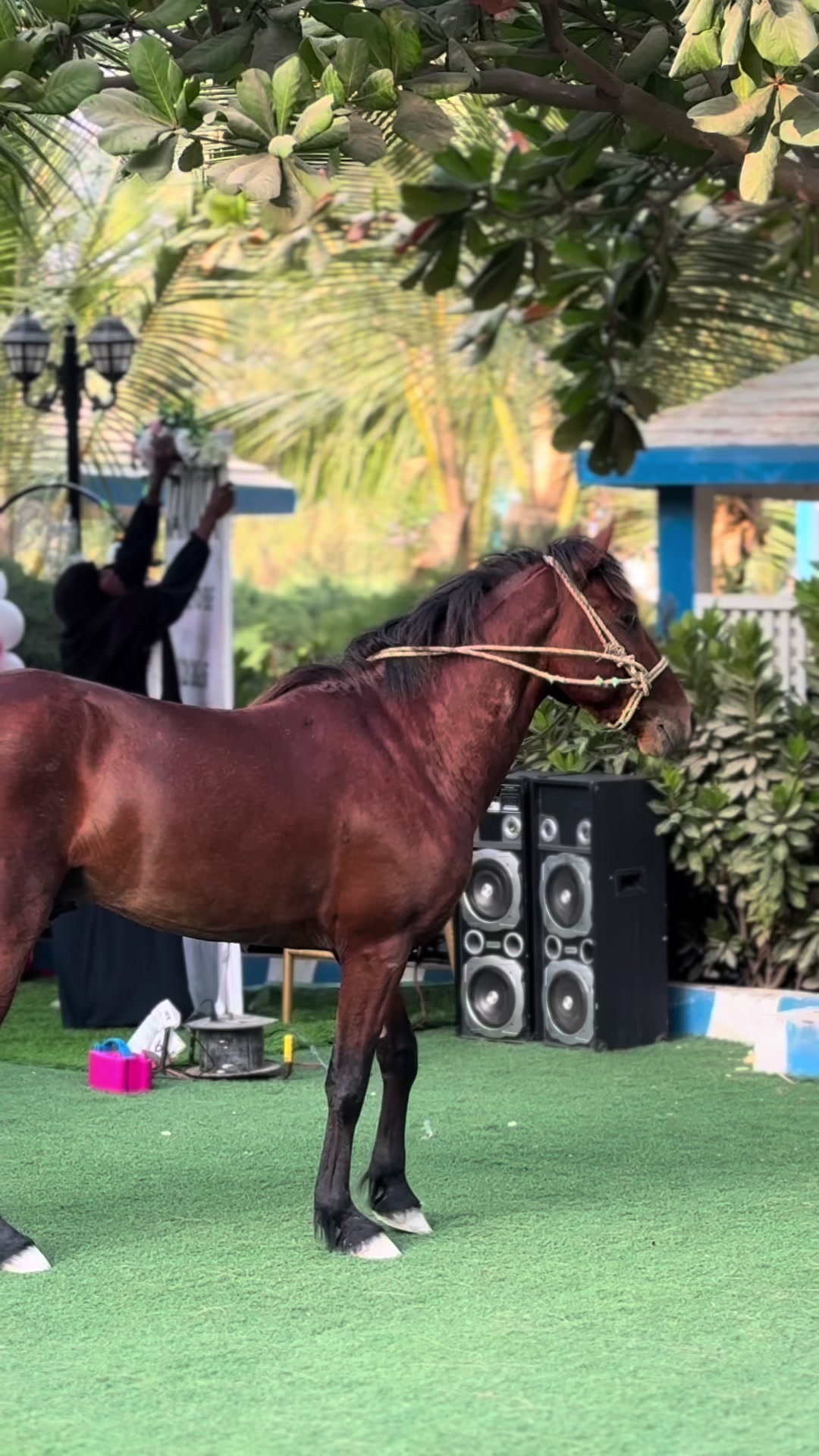 @Duliyaha🐎diyaradadhulka🇸🇴🐎