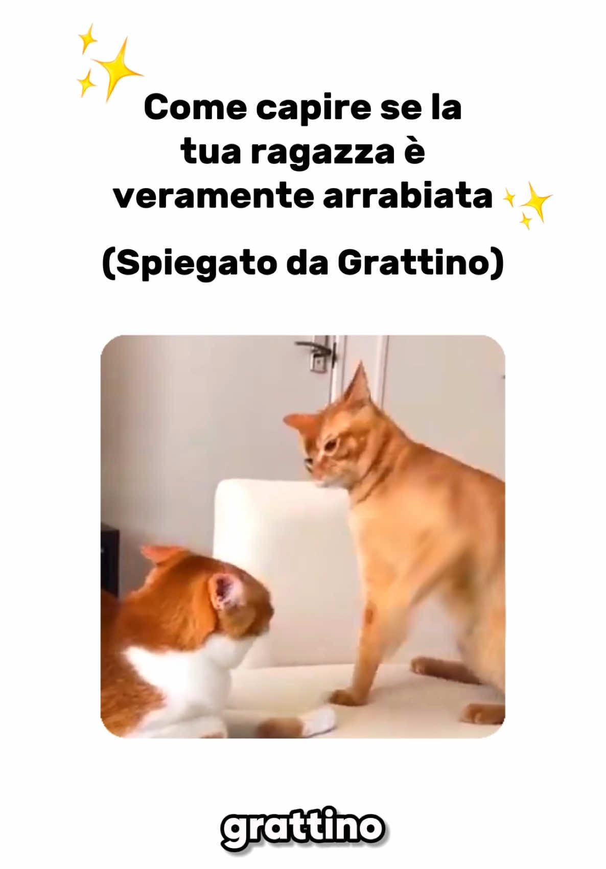 @Grattino😻