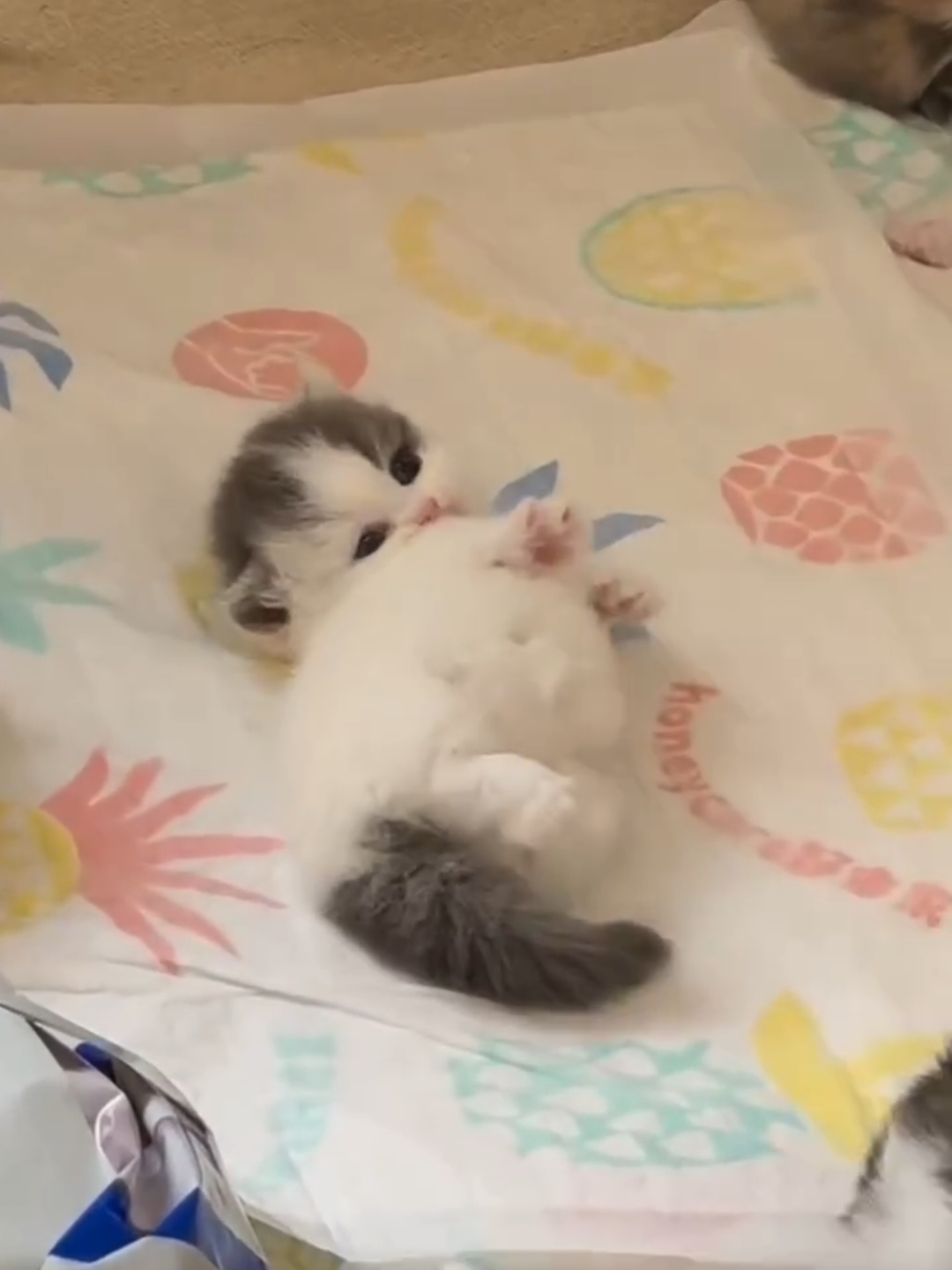 @Chonky World Of Cats