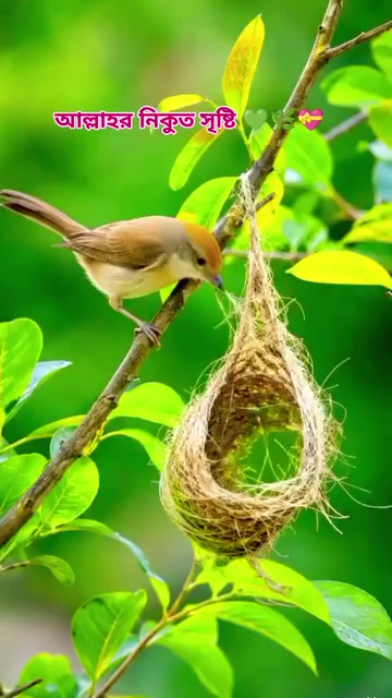 @shiponkhan1431🇧🇩🇪🇬🇪🇬