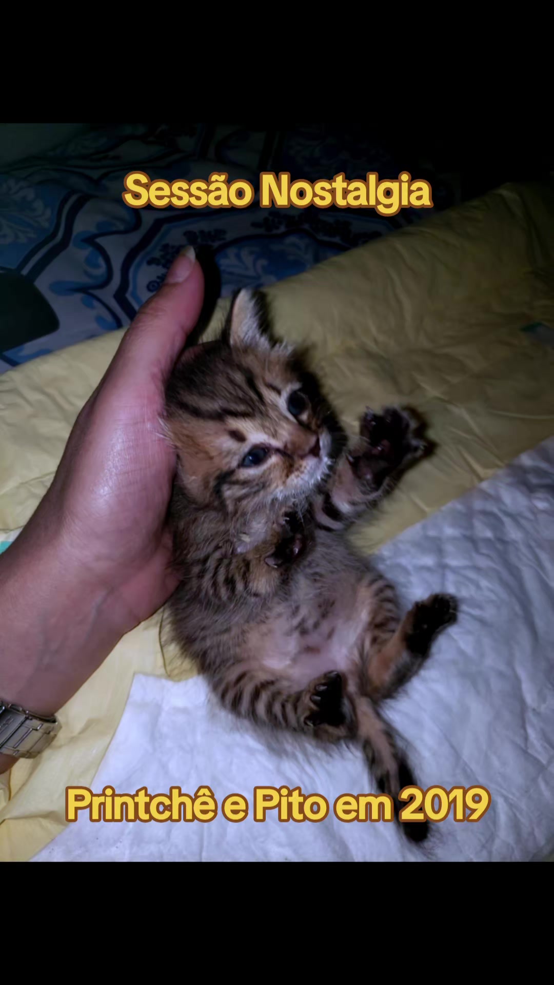 @MagdAmAnimais😾🐶🕊🐅🐍🐢🦜