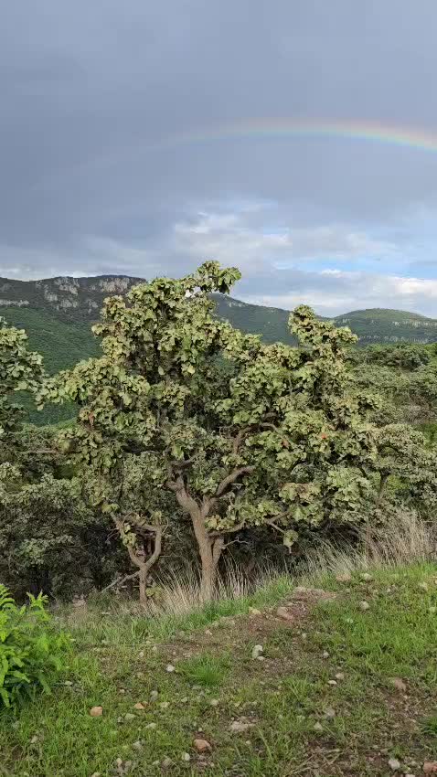 @memohuerta