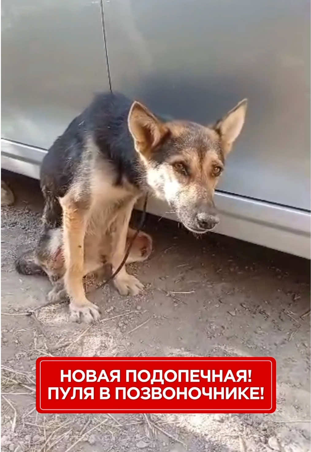 @Приют Ковчег Кыргызстан