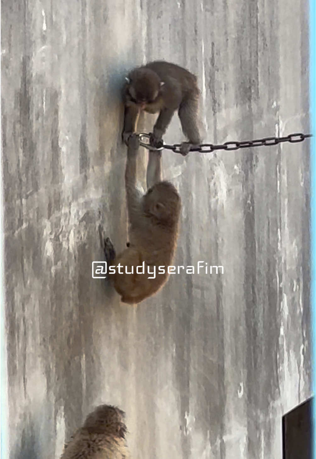 @studyserafim