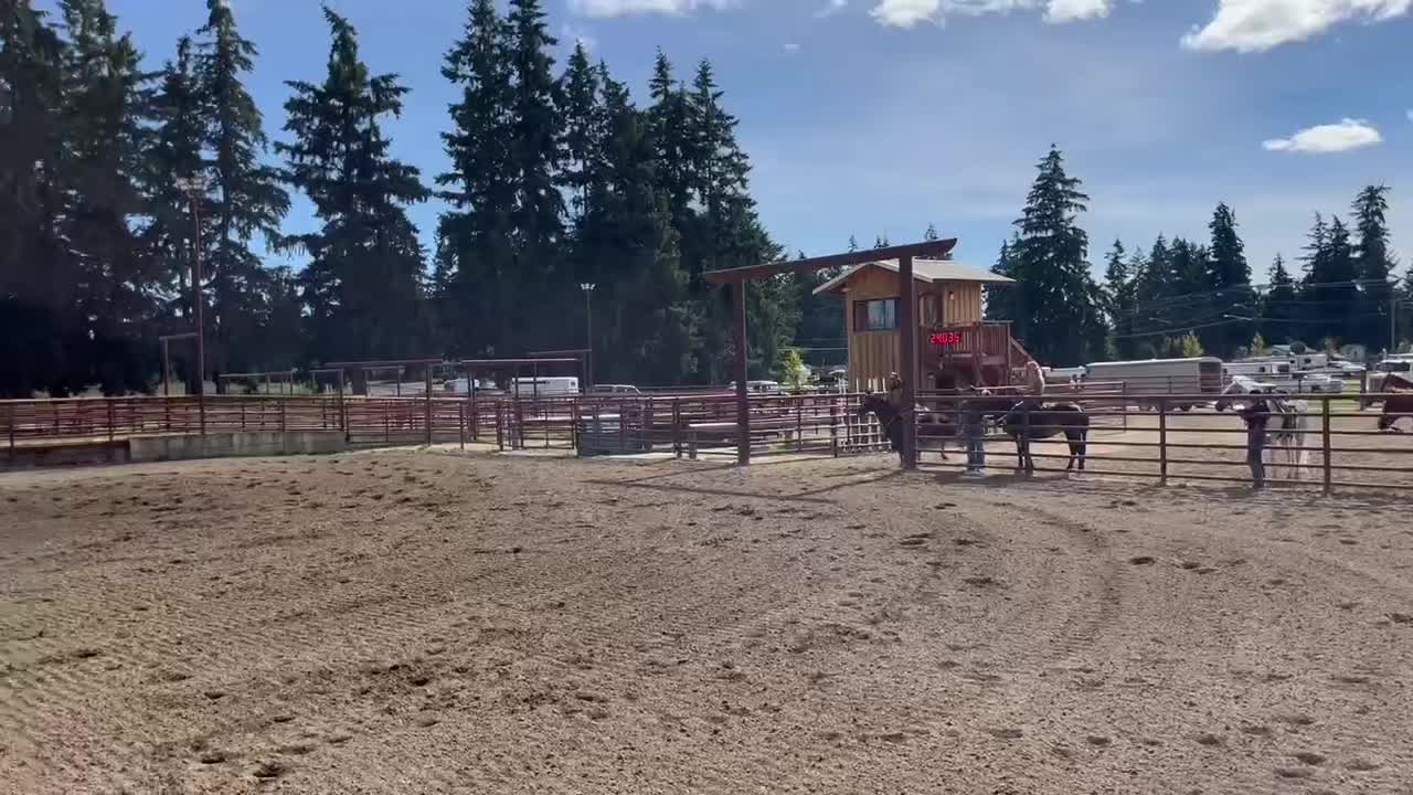@TF Performance Horses