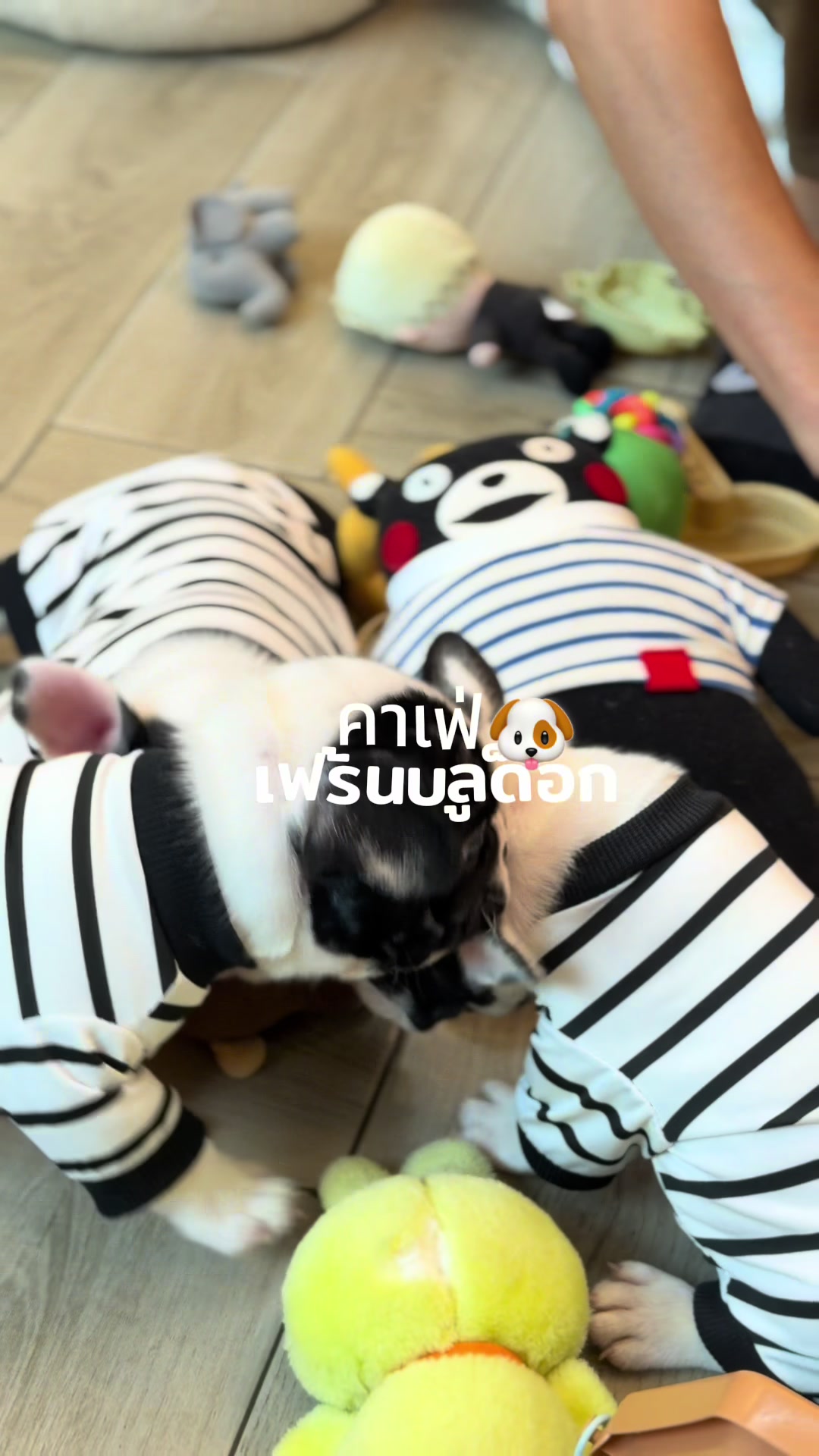 @Privatedog cafe Bangkok
