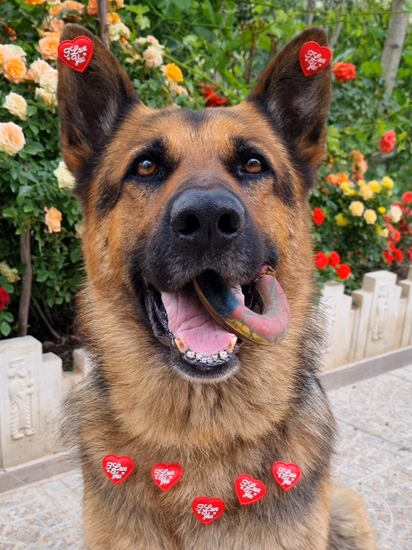 @germansheperd.Rexi