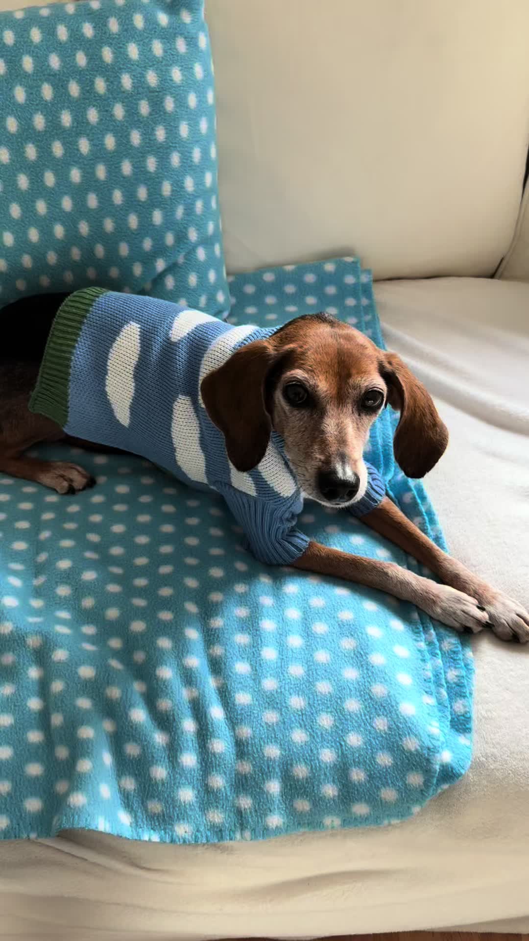 @Hundeurlaub.de
