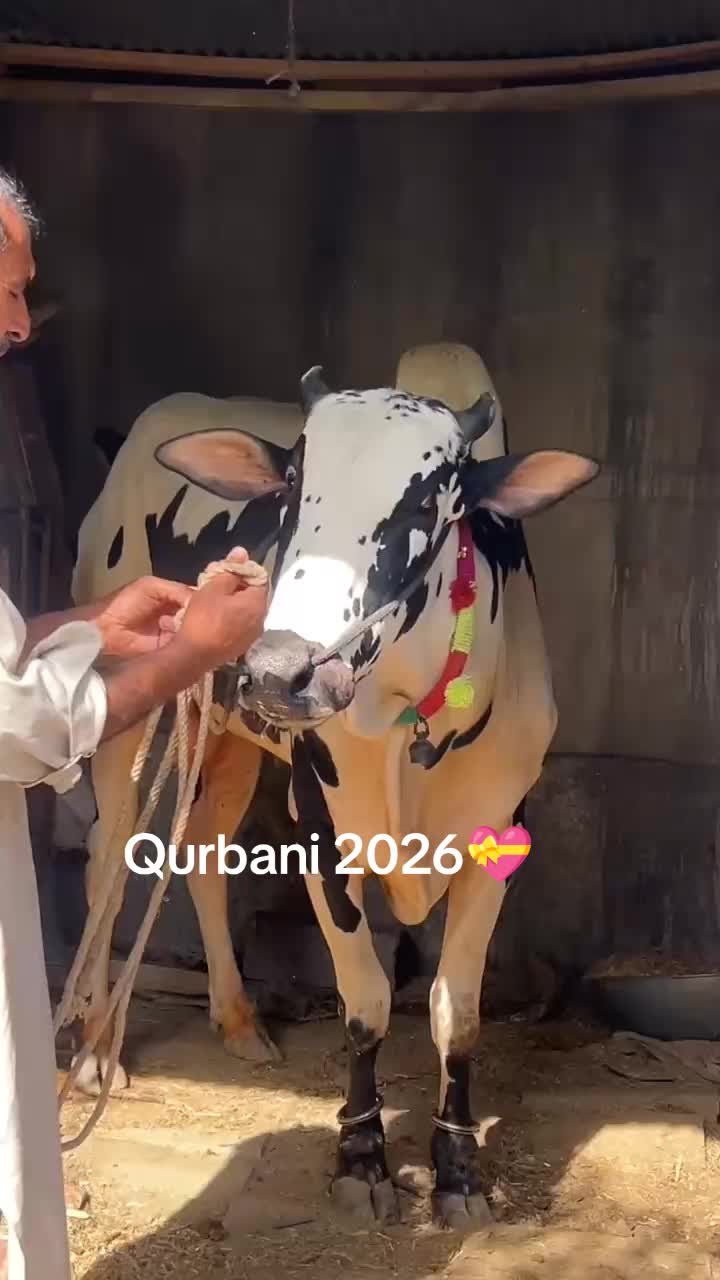 @M. Sajjad tanoli🥀