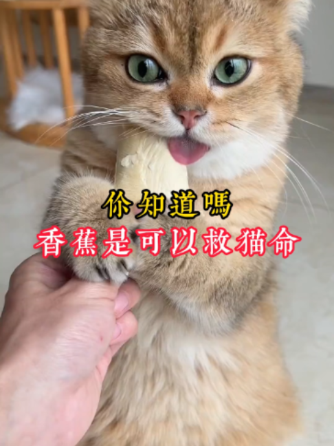 @catology
