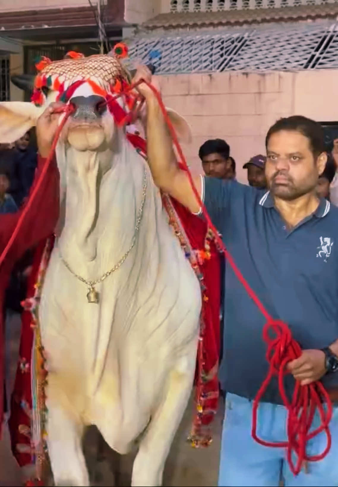 @Karachi Bull lovers