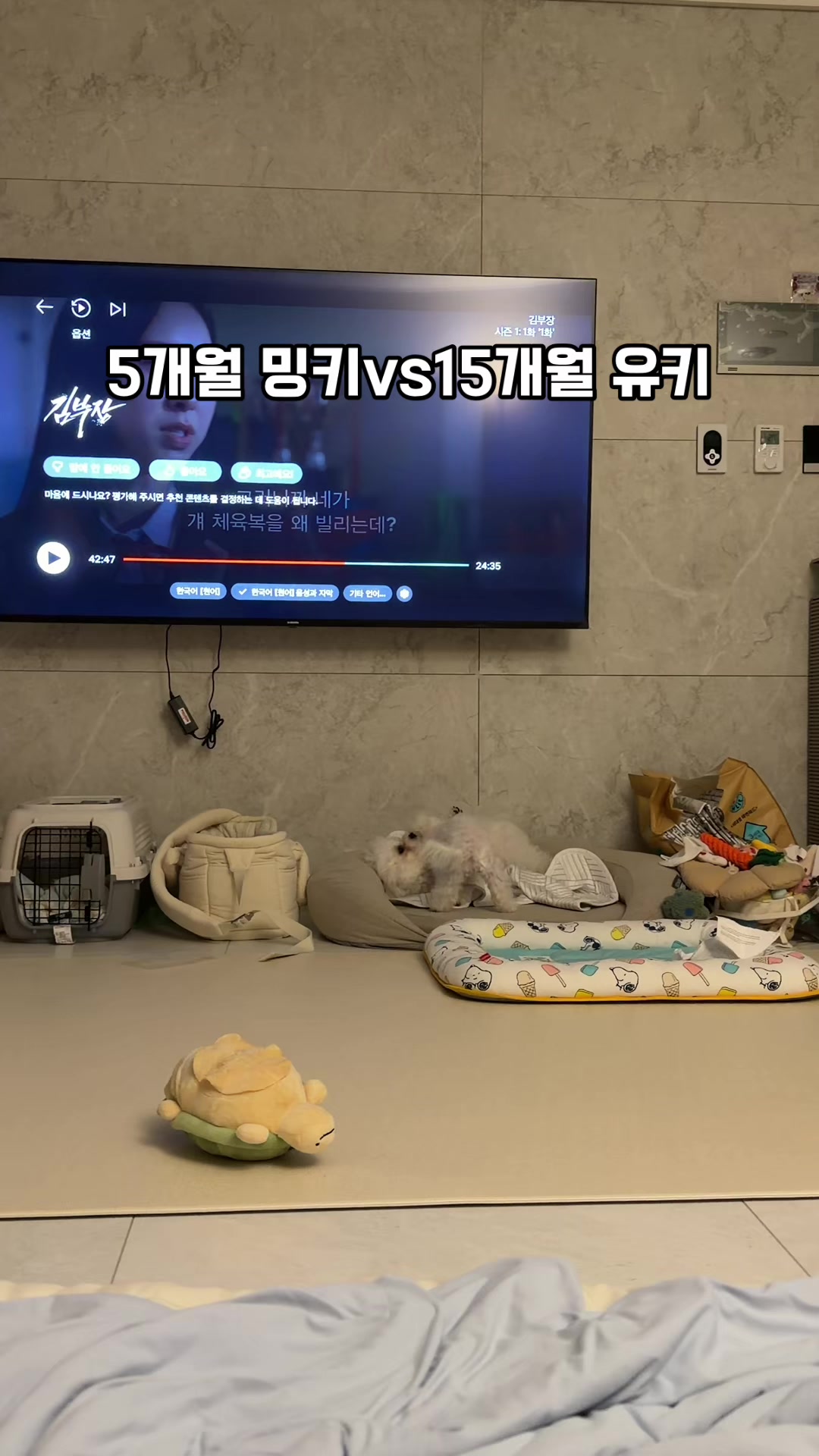 @jeju_kiki