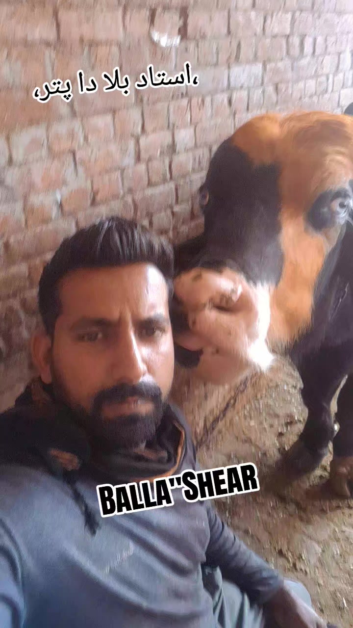 @Honey singh('gujjar')