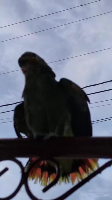 @𝓜𝓲𝔁𝓮𝓭 𝓲𝓷𝓭𝓲𝓪𝓷 🇬🇾