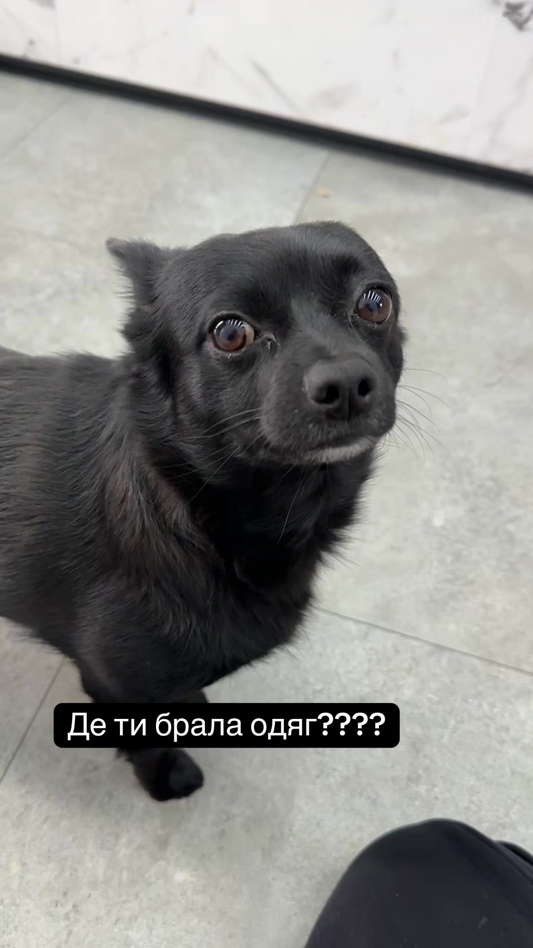 @Rud_ ( ^. .^ )