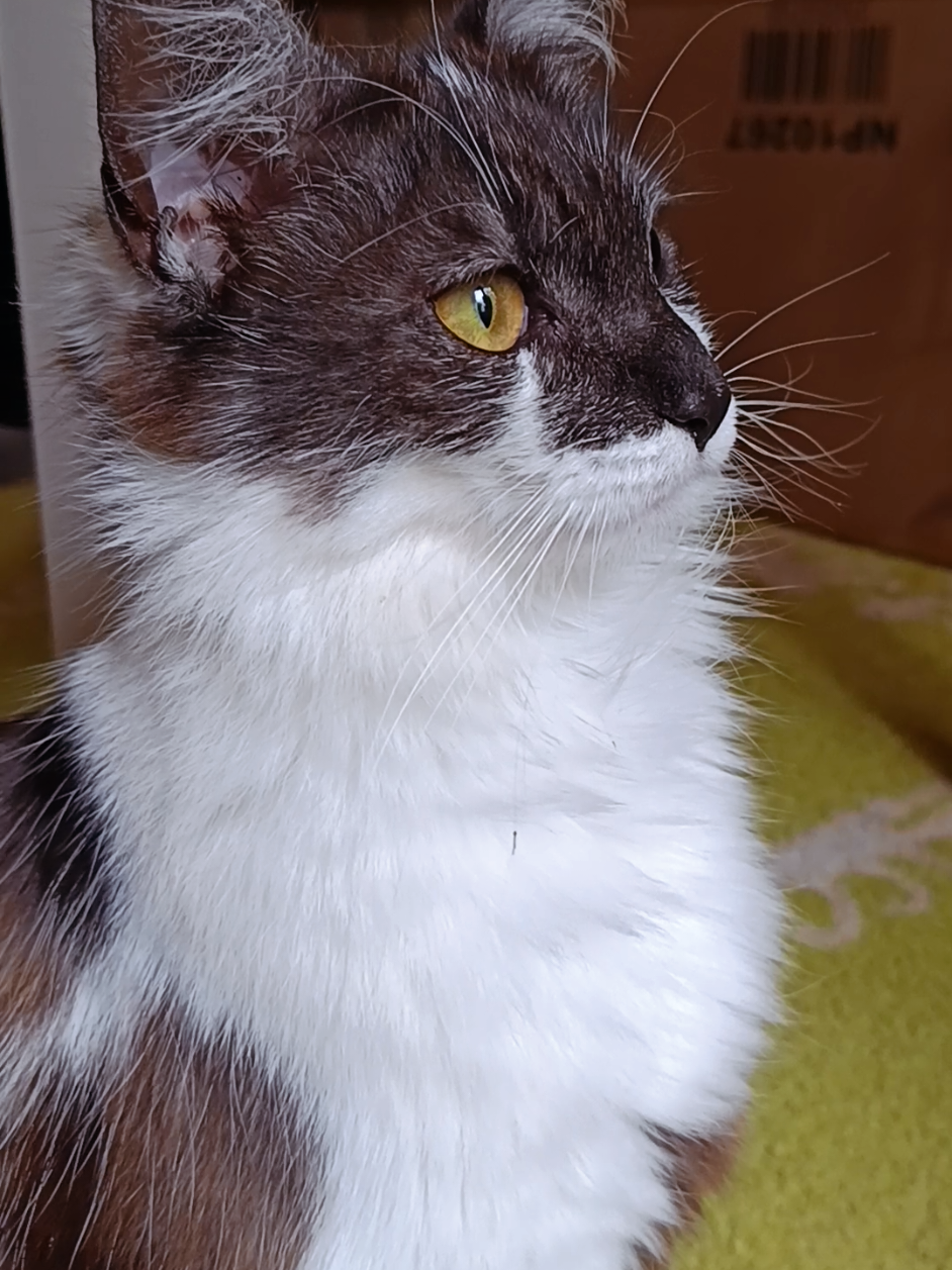 @Transcend'Horse 🐴 Luna'Cat 🐱