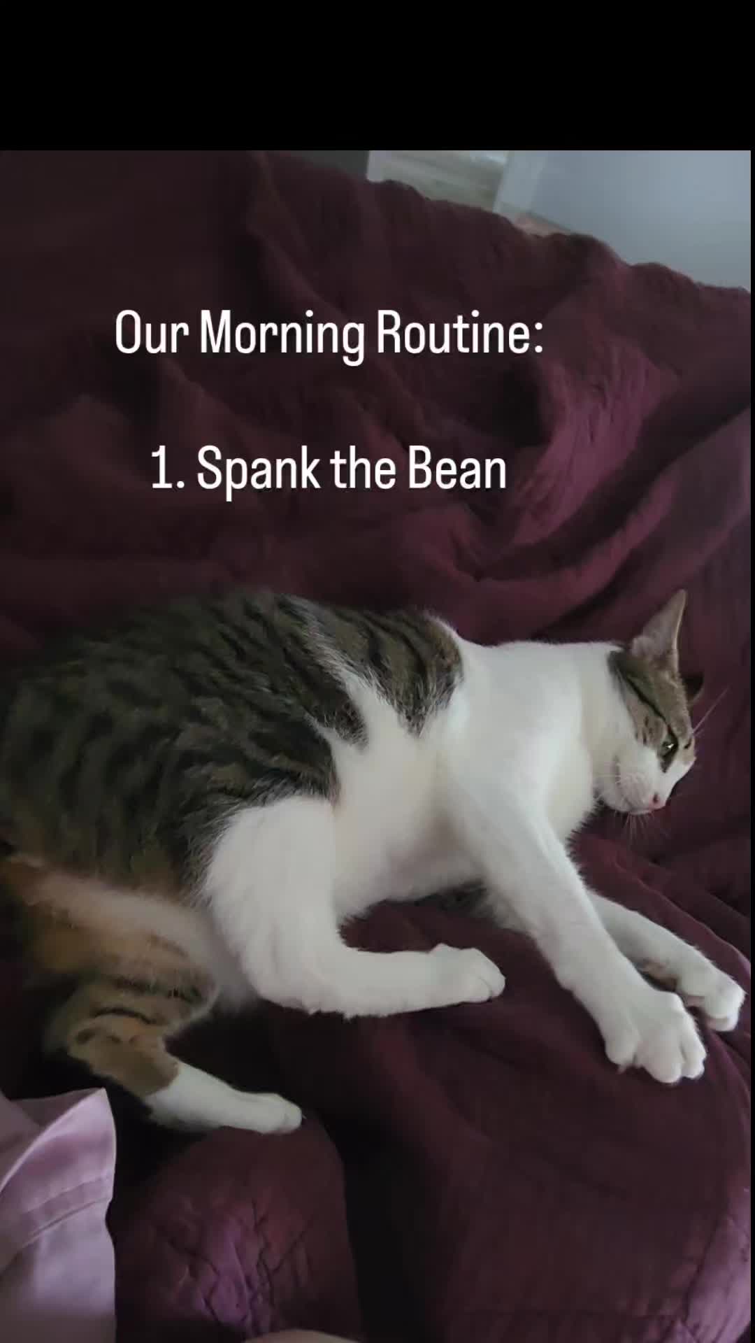 @9 Lives of Cat Chaos
